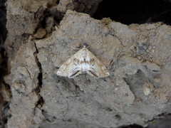 Cataclysta lemnata