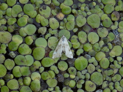 Cataclysta lemnata