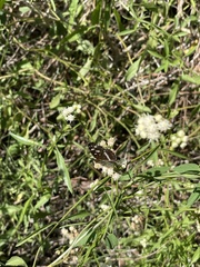 Lepidoptera