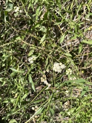 Lepidoptera
