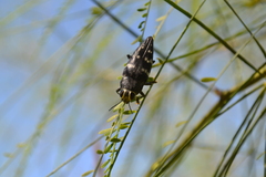 Lampetis tucumana