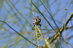 Lampetis tucumana