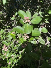 Rhus integrifolia