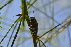 Lampetis tucumana