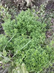 Galium catalinense acrispum