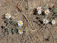 Townsendia florifera