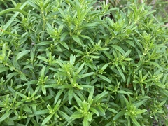 Galium catalinense acrispum