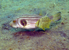 Carangidae