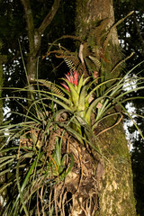 Aechmea recurvata
