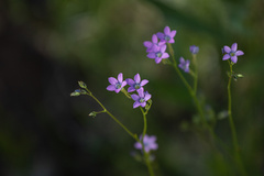 Gilia flavocincta