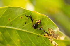 Verrucosa