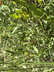 Lepidoptera