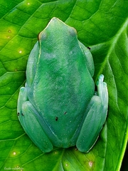 Sphaenorhynchus lacteus