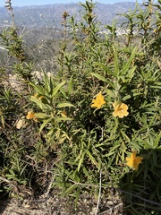 Diplacus longiflorus