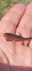 Aspronema dorsivittatum