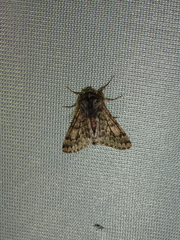 Apocheima hispidaria