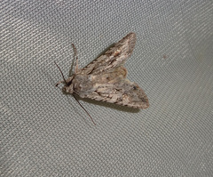 Lithophane ornitopus