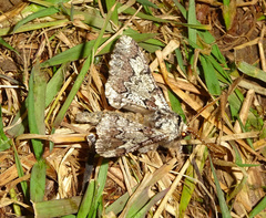 Biston strataria