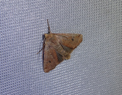 Conistra erythrocephala