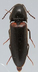 Ampedus semicinctus