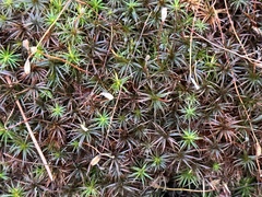 Polytrichastrum ohioense