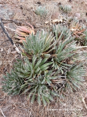 Agave filifera