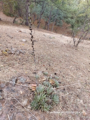 Agave filifera