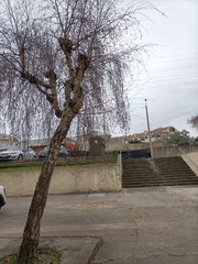 Alnus lusitanica