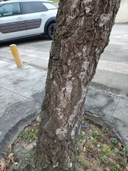 Alnus lusitanica