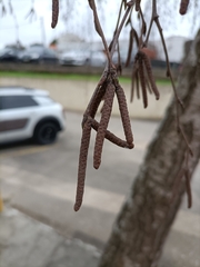 Alnus lusitanica