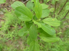 Puccinia coronata
