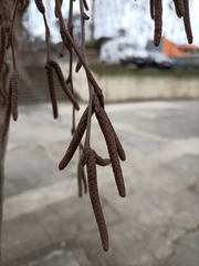 Alnus lusitanica