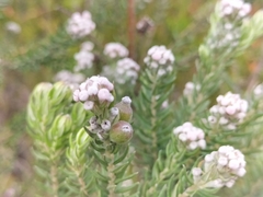 Phylica pinea
