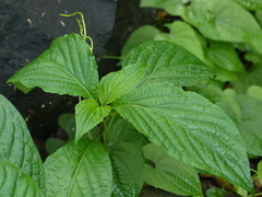 Eranthemum roseum