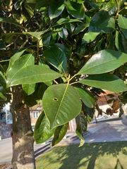 Magnoliales