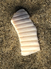 Dallocardia quadragenaria