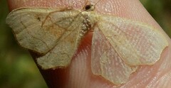 Idaea emarginata