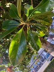Magnoliales
