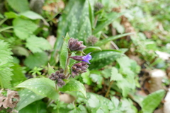 Pulmonaria longifolia