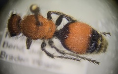 Sphaeropthalminae