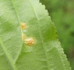 Puccinia coronata