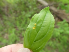 Puccinia coronata