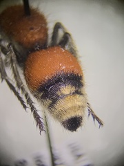 Sphaeropthalminae