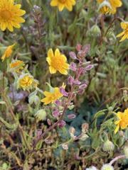 Lepidium nitidum