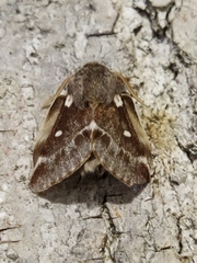 Eriogaster lanestris