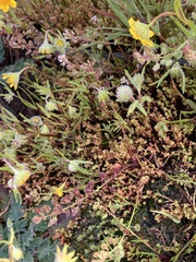 Lepidium nitidum