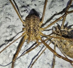 Opilio saxatilis