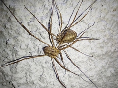 Opilio saxatilis