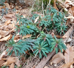 Euphorbia amygdaloides