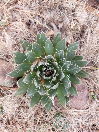 Agave filifera